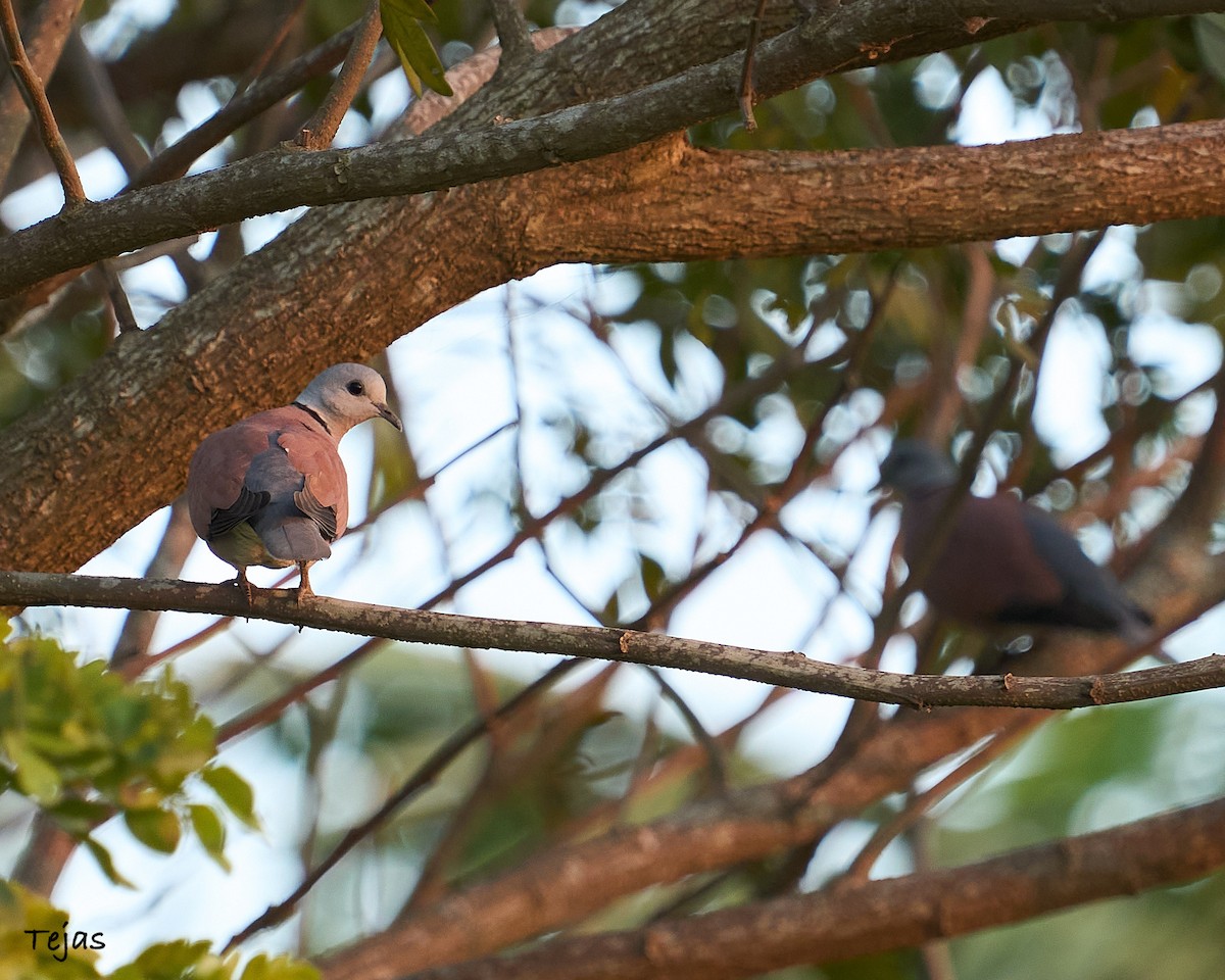 Red Collared-Dove - ML612706473