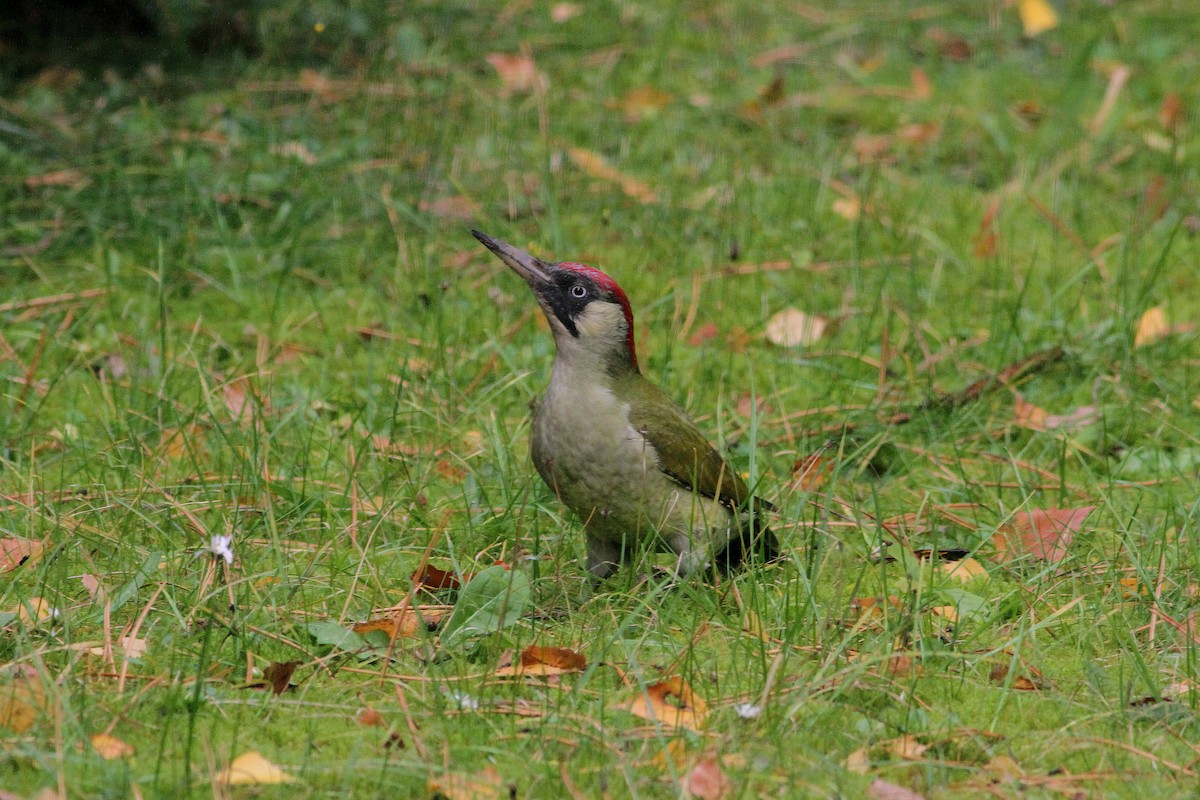 Eurasian Green Woodpecker - ML612706594