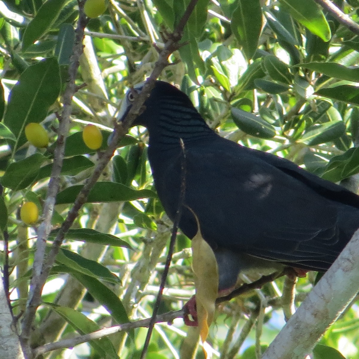 White-crowned Pigeon - ML612706701