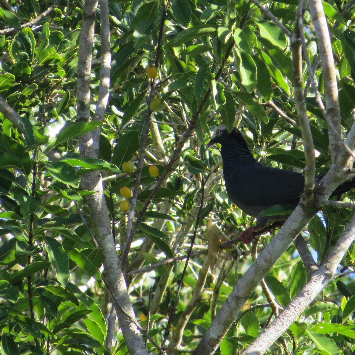 White-crowned Pigeon - ML612706703