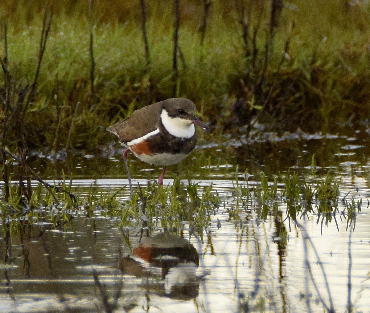 Red-kneed Dotterel - ML61270721
