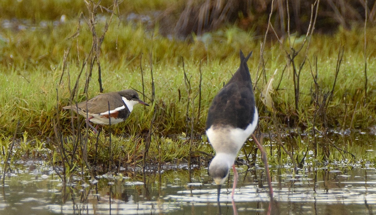 Red-kneed Dotterel - ML61270741