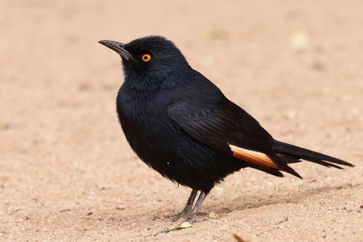 Pale-winged Starling - ML612708215