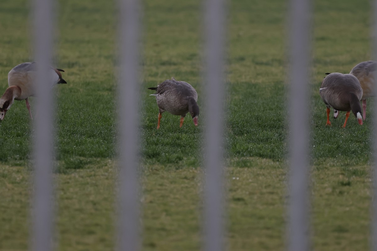 Lesser White-fronted Goose - ML612708563