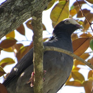White-crowned Pigeon, ML612708611