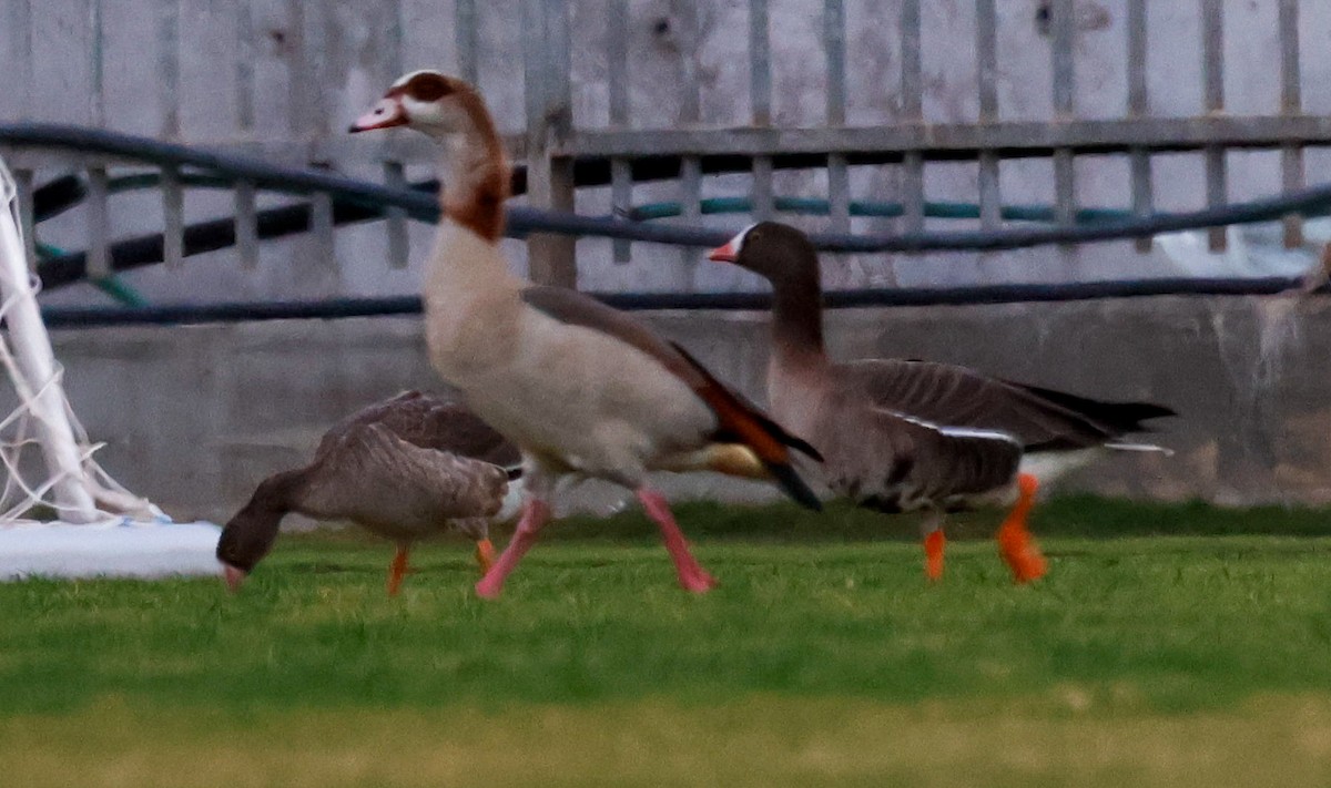 Lesser White-fronted Goose - ML612708626