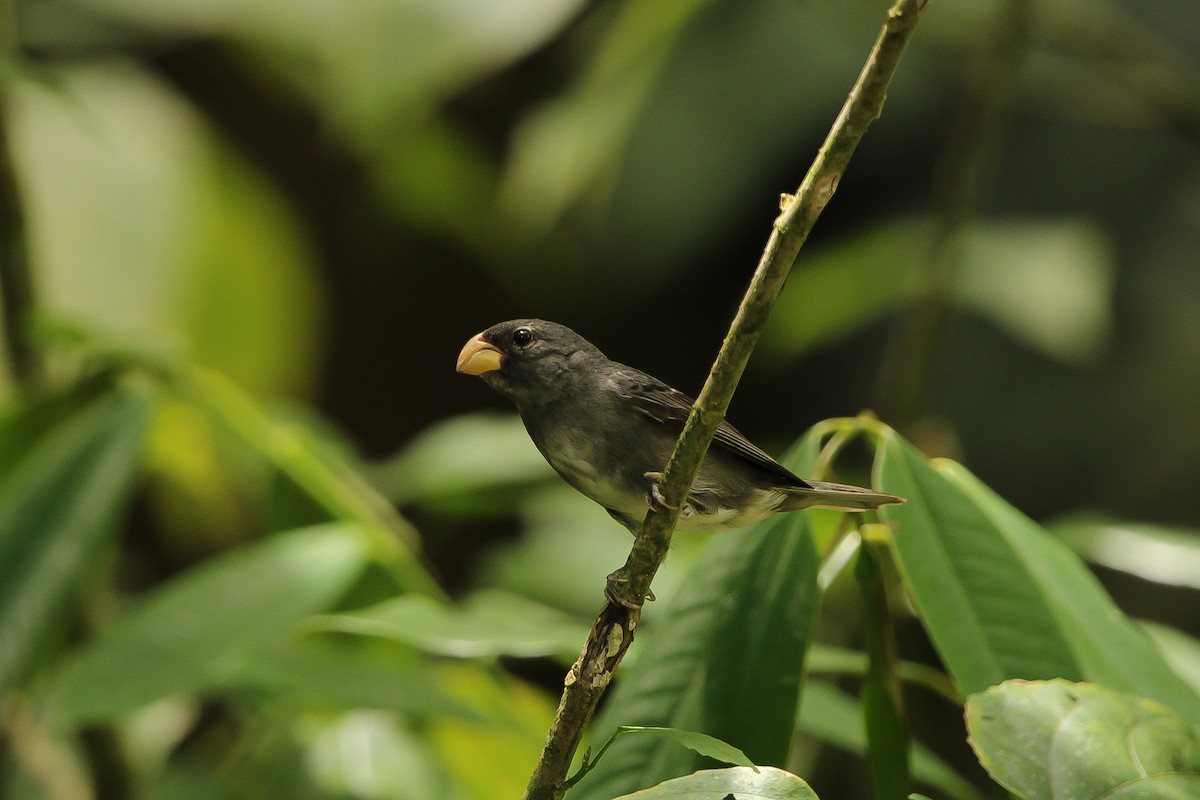 Temminck's Seedeater - Paulo Fagundes