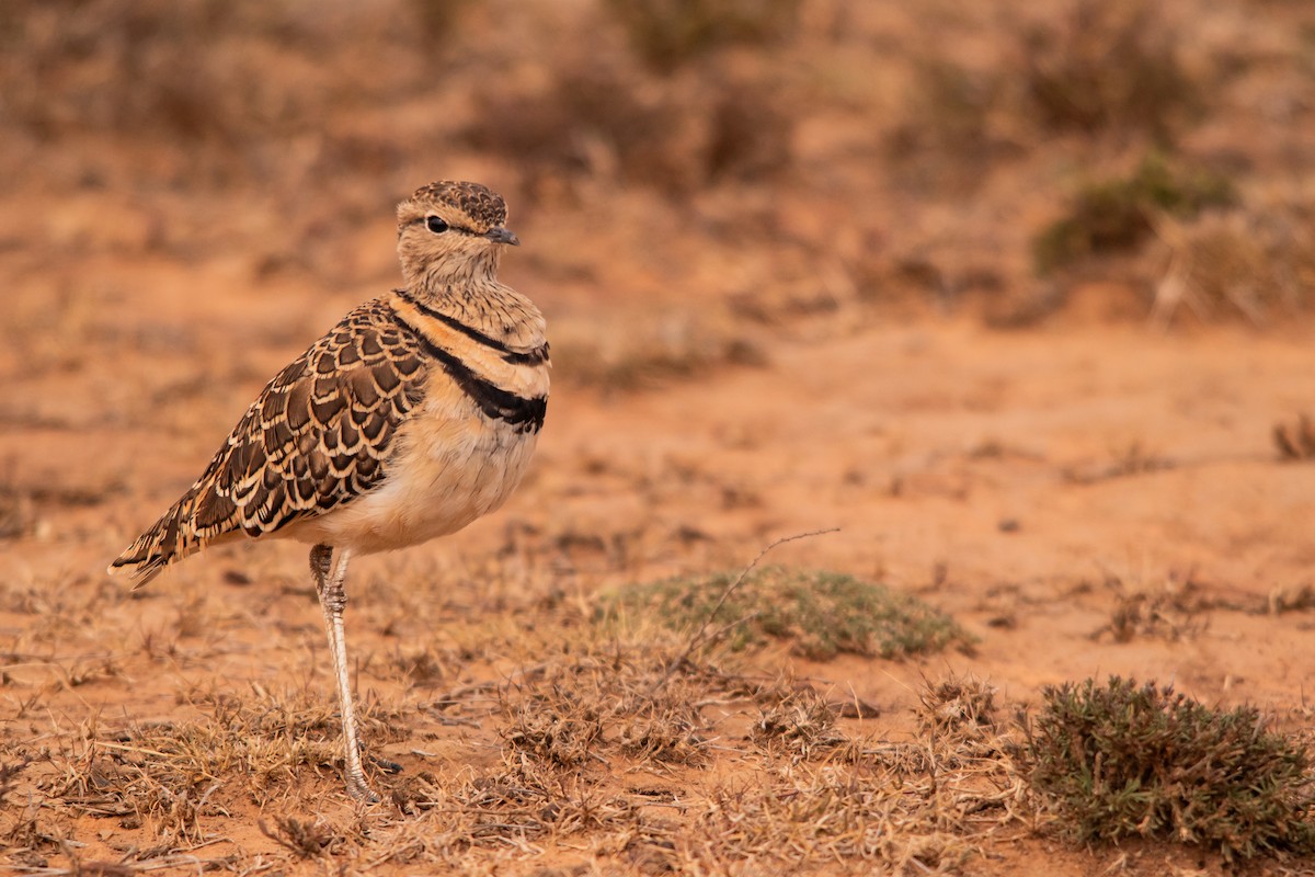 Double-banded Courser - Retief Williams