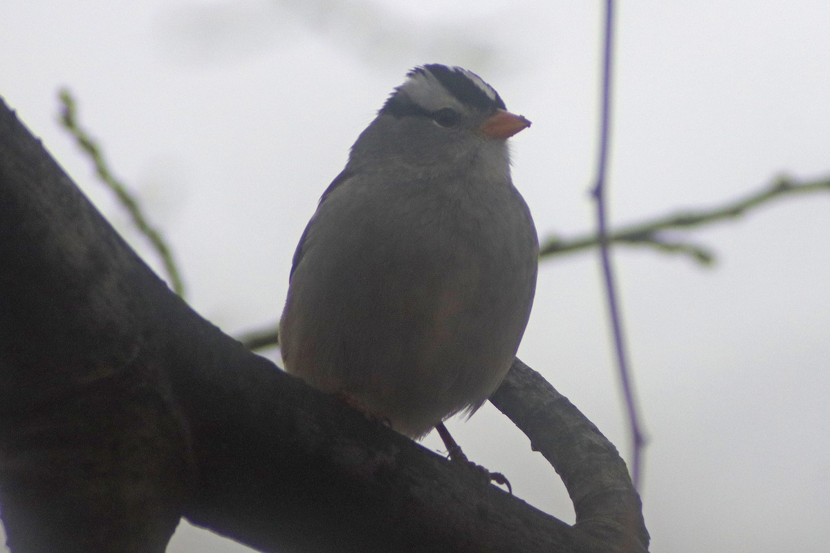 White-crowned Sparrow - Corey Finger