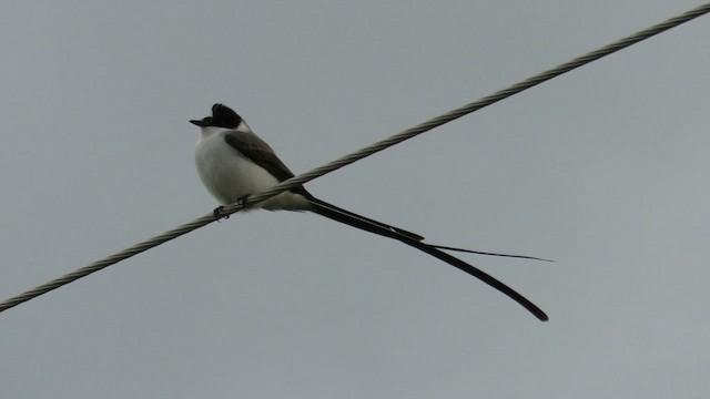 Fork-tailed Flycatcher (savana) - ML612709385