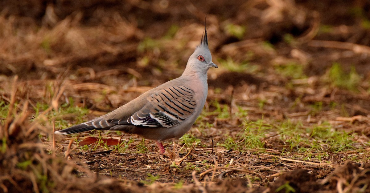 Crested Pigeon - Chris Wills