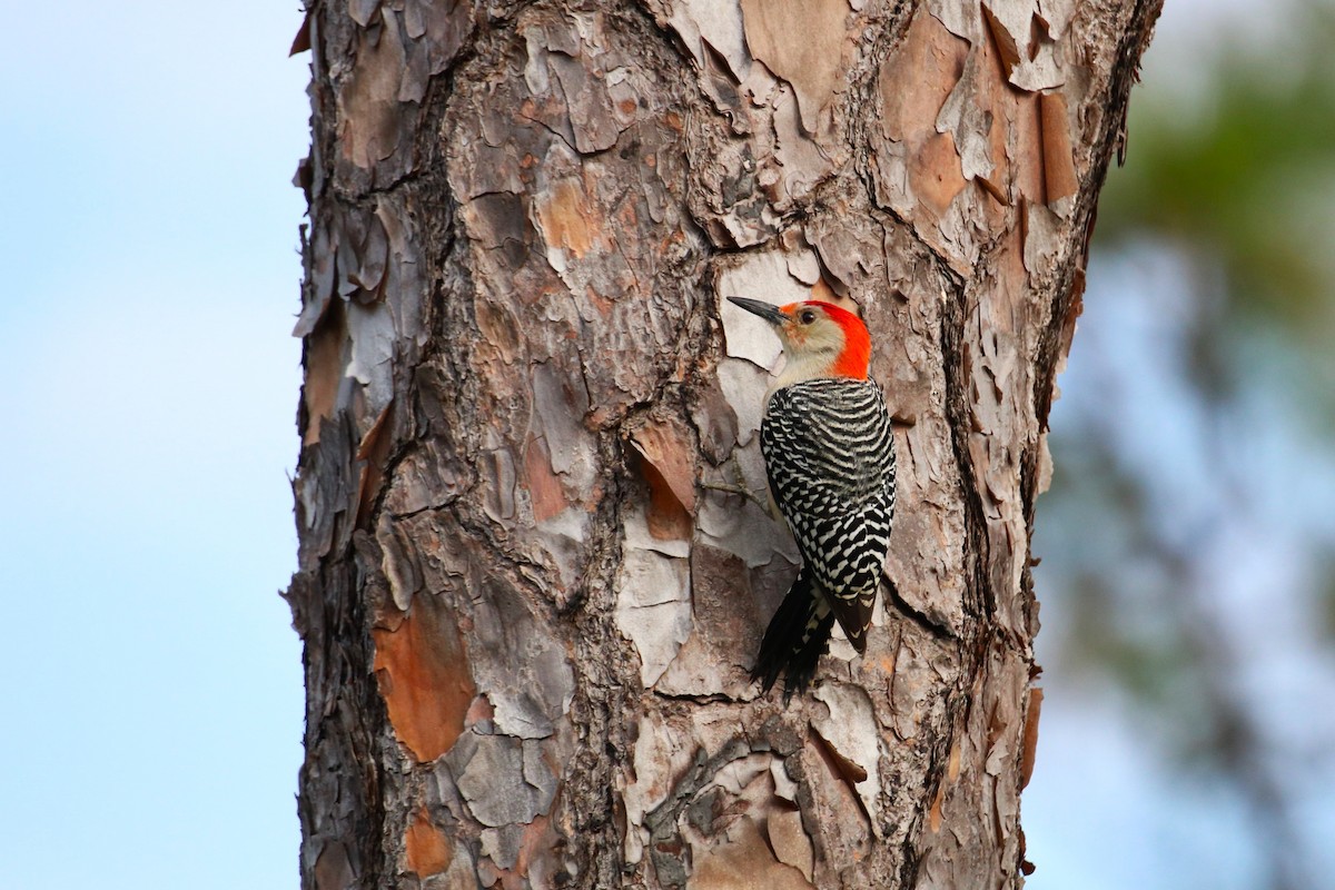 Red-bellied Woodpecker - ML612710006