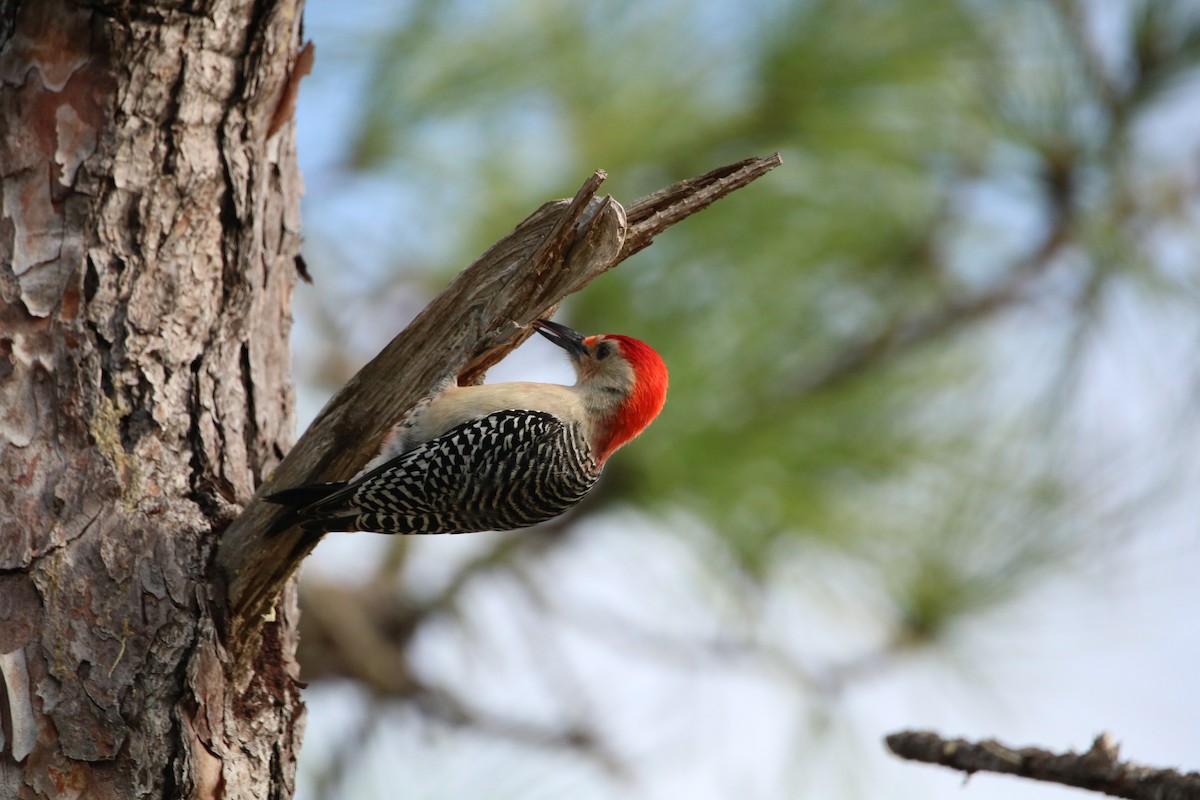 Red-bellied Woodpecker - ML612710007