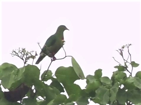 Claret-breasted Fruit-Dove - ML612710035