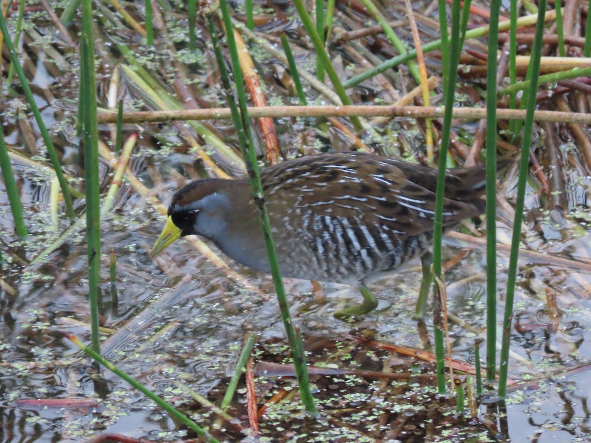 eBird Checklist 27 Dec 2023 The Celery Fields 51 species