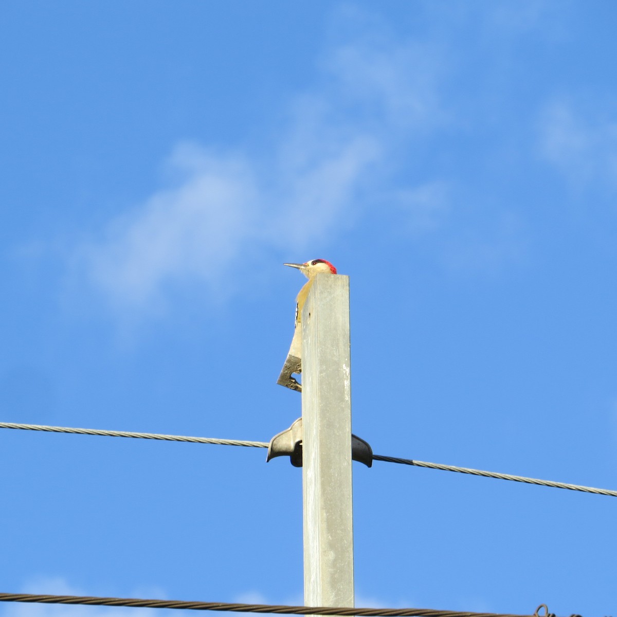 West Indian Woodpecker - ML612710561