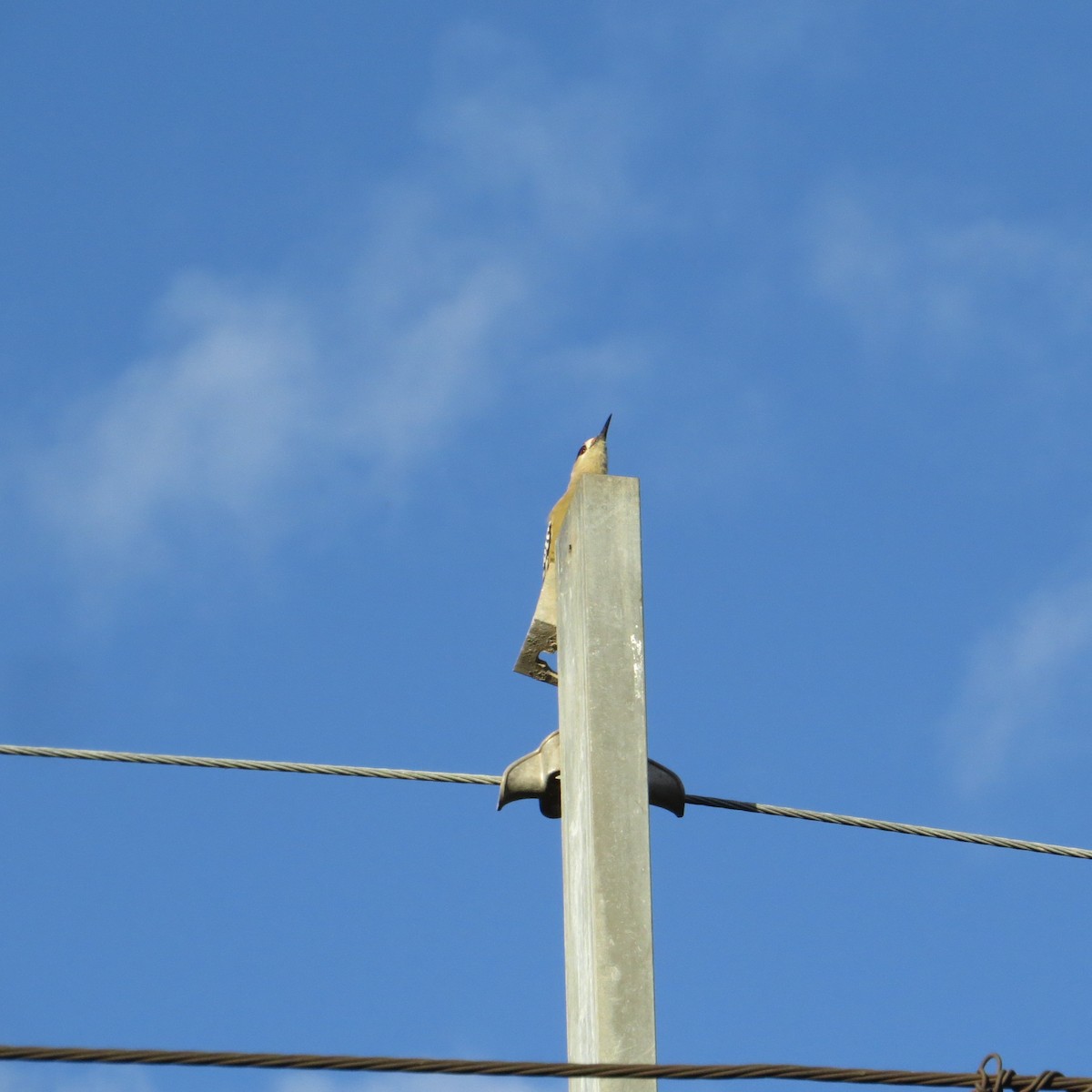 West Indian Woodpecker - ML612710563