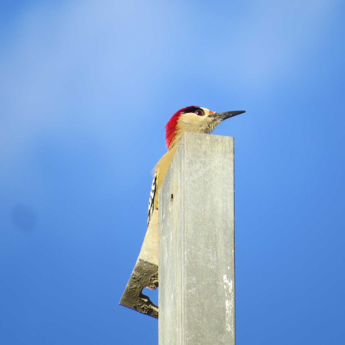 West Indian Woodpecker - ML612710564
