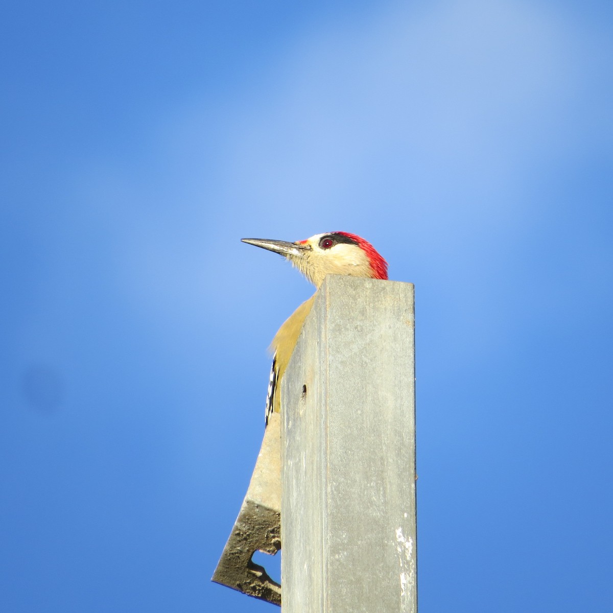 West Indian Woodpecker - ML612710565