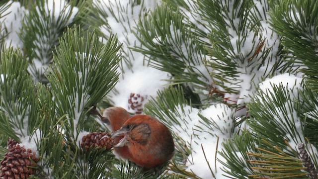 Red Crossbill (Sitka Spruce or type 10) - ML612710595