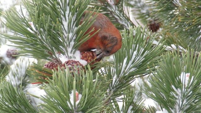 Red Crossbill (Sitka Spruce or type 10) - ML612710650