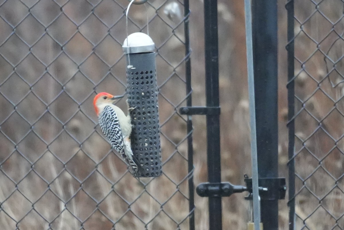 Red-bellied Woodpecker - ML612711888
