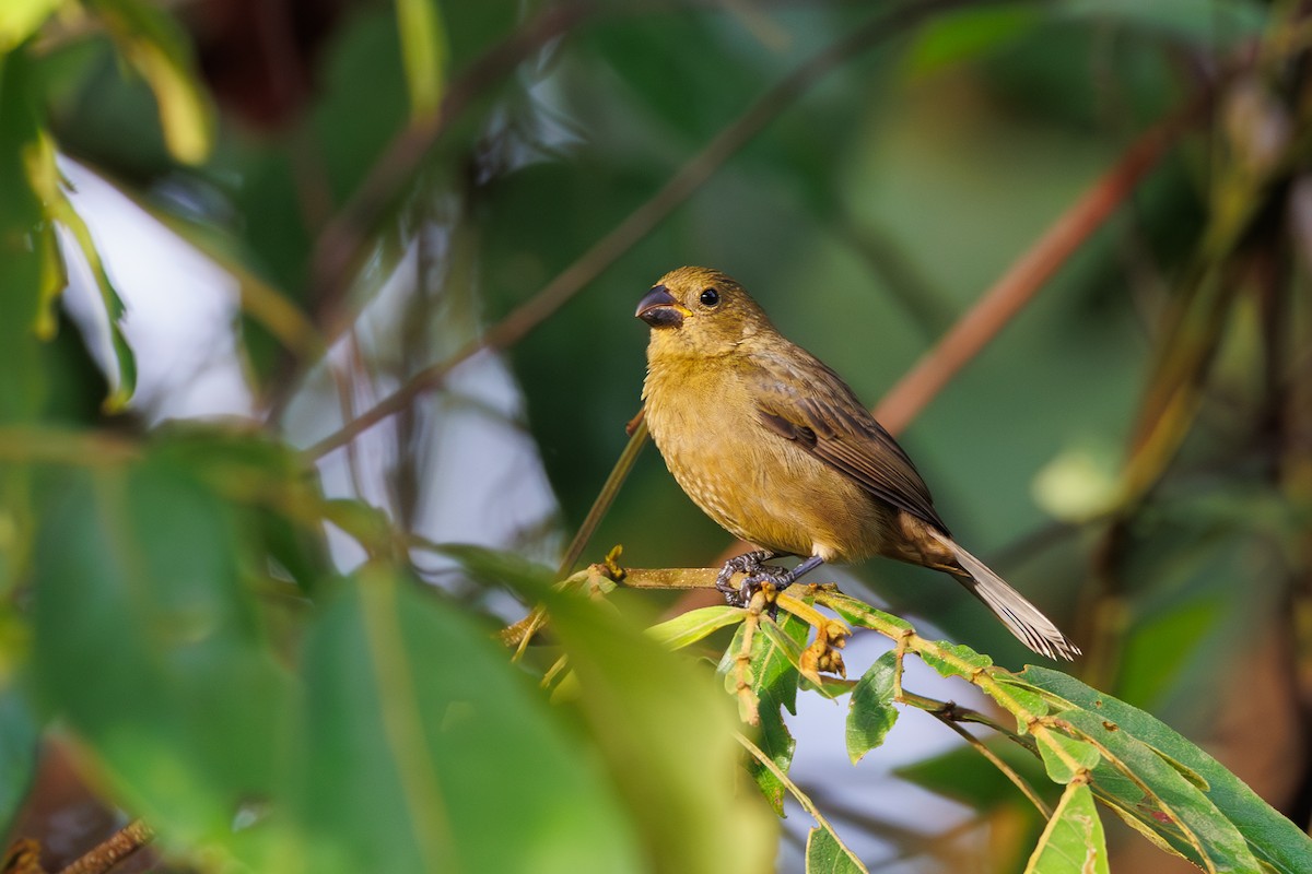 Variable Seedeater - ML612712117