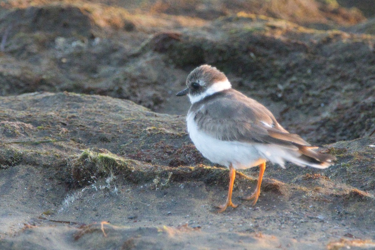 Common Ringed Plover - ML612712223