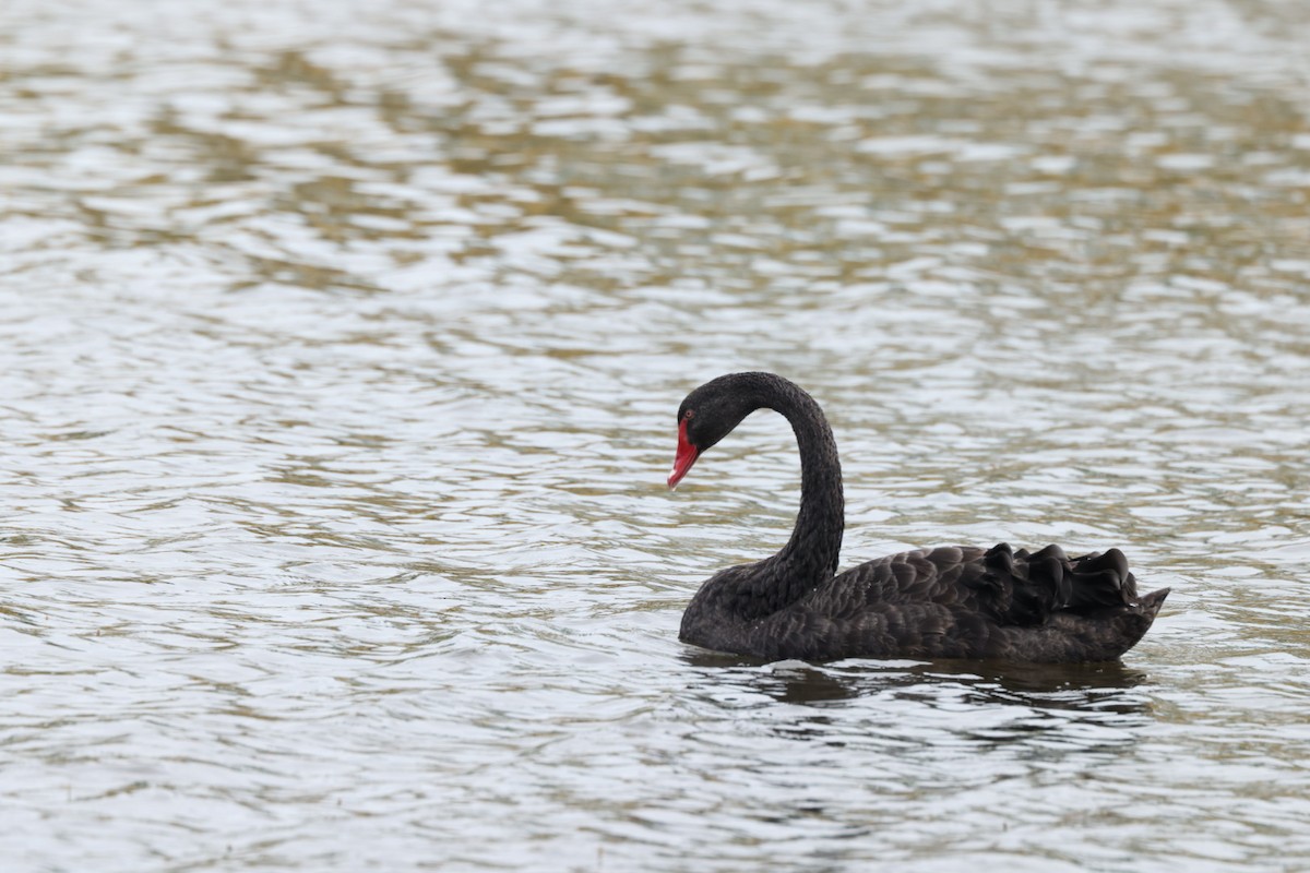 Black Swan - ML612712268