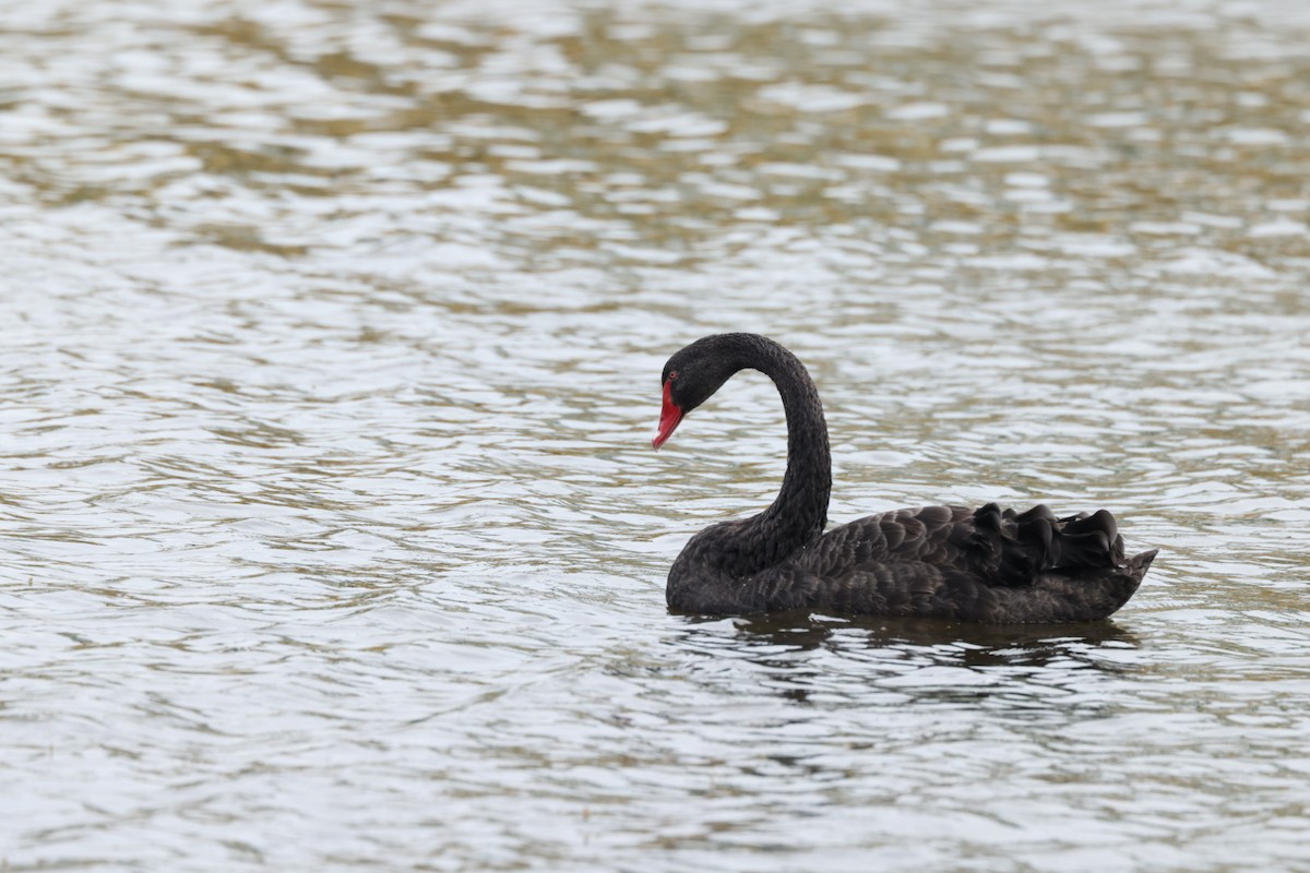 Black Swan - ML612712269