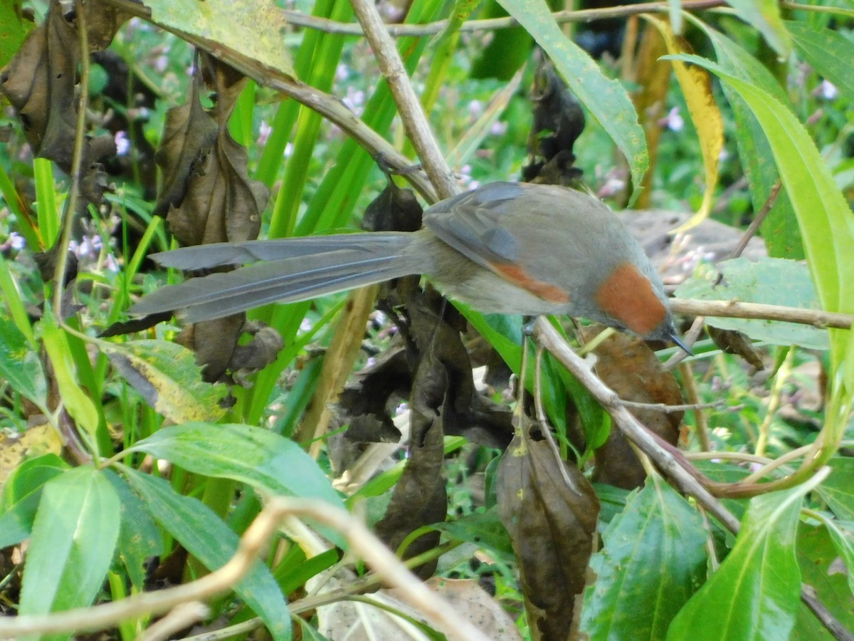 Silvery-throated Spinetail - ML612712296