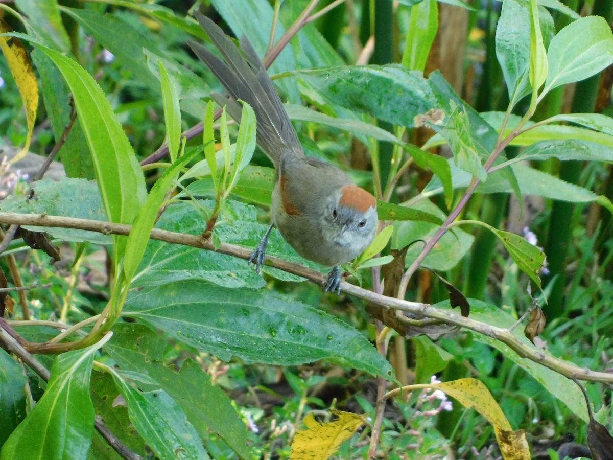 Silvery-throated Spinetail - ML612712313