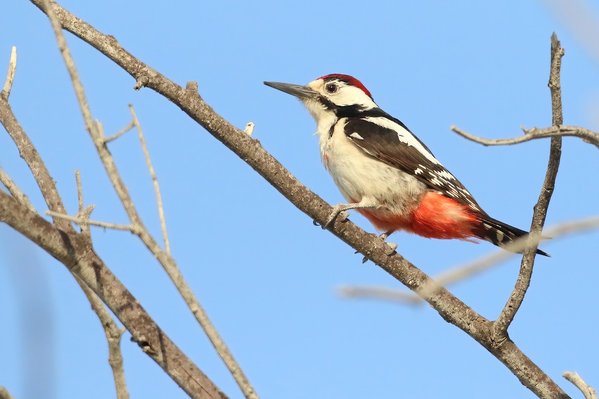 Sind Woodpecker - ML612712425