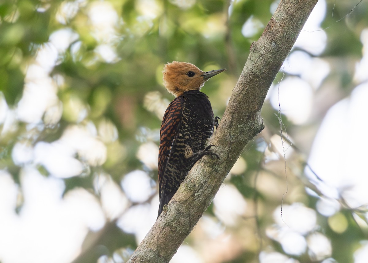 Ringed Woodpecker (Atlantic Black-breasted) - ML612712561