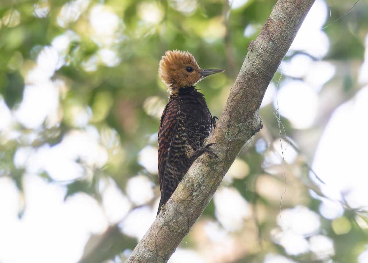 Ringed Woodpecker (Atlantic Black-breasted) - Silvia Faustino Linhares