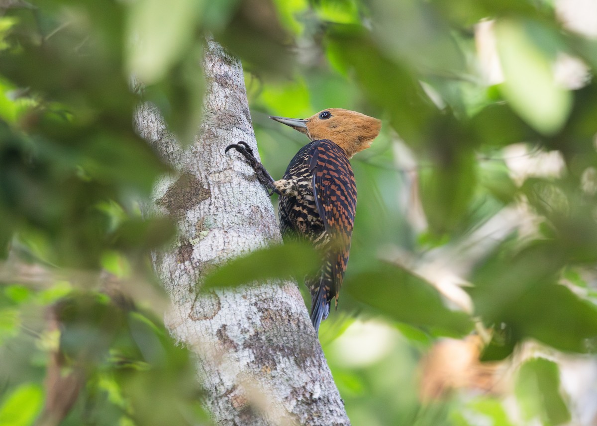 Ringed Woodpecker (Atlantic Black-breasted) - ML612712567