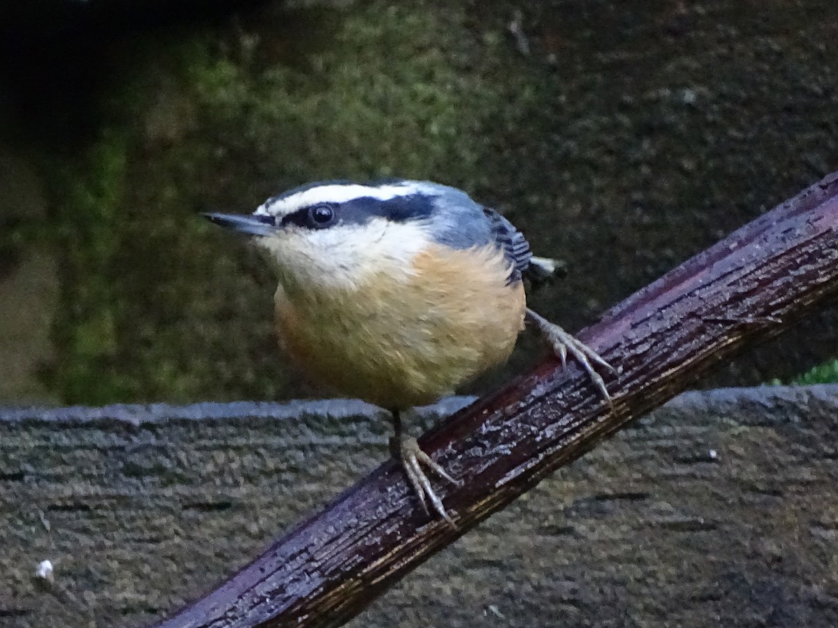 Red-breasted Nuthatch - ML612712775