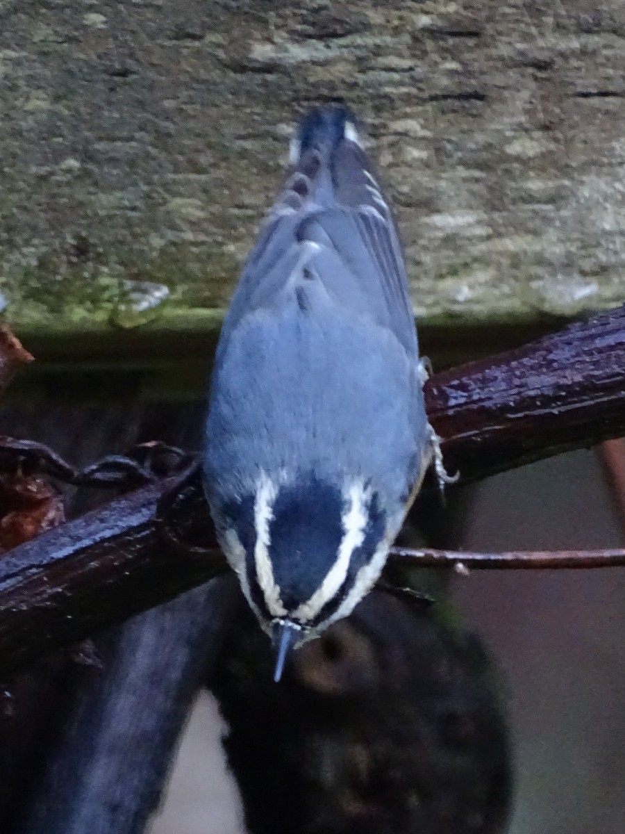 Red-breasted Nuthatch - Cathi Bower