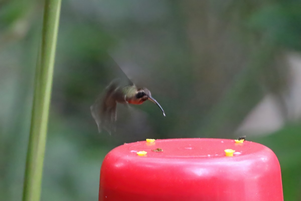 Черногорлый колибри-отшельник - ML612713021