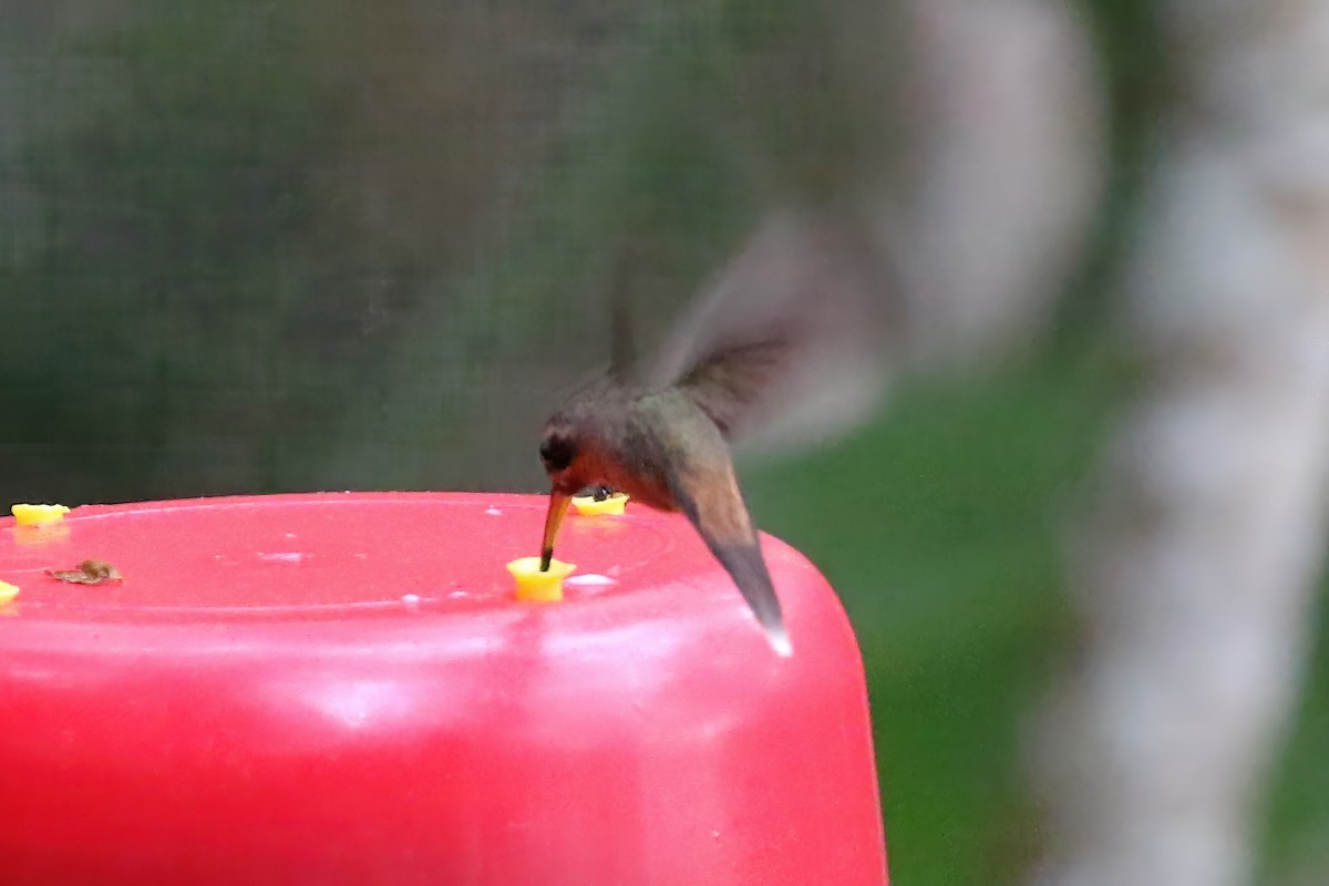 kolibřík podrostní - ML612713024