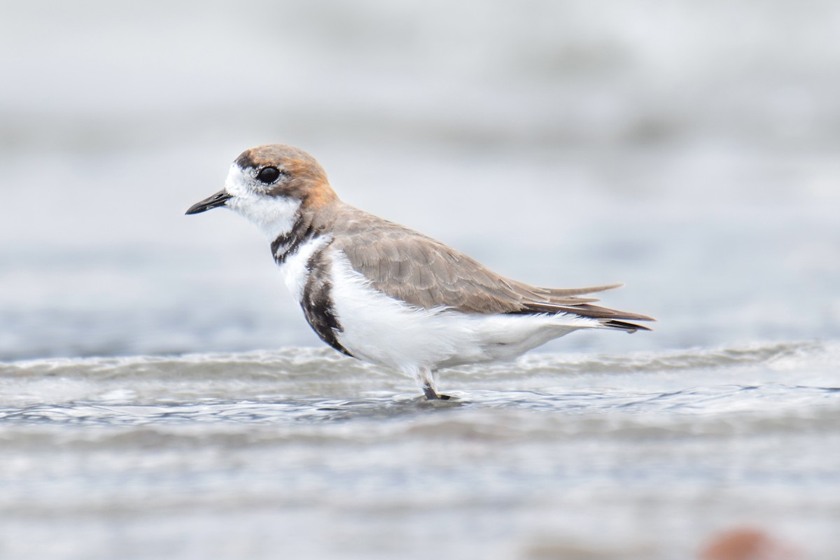 Two-banded Plover - ML612713697