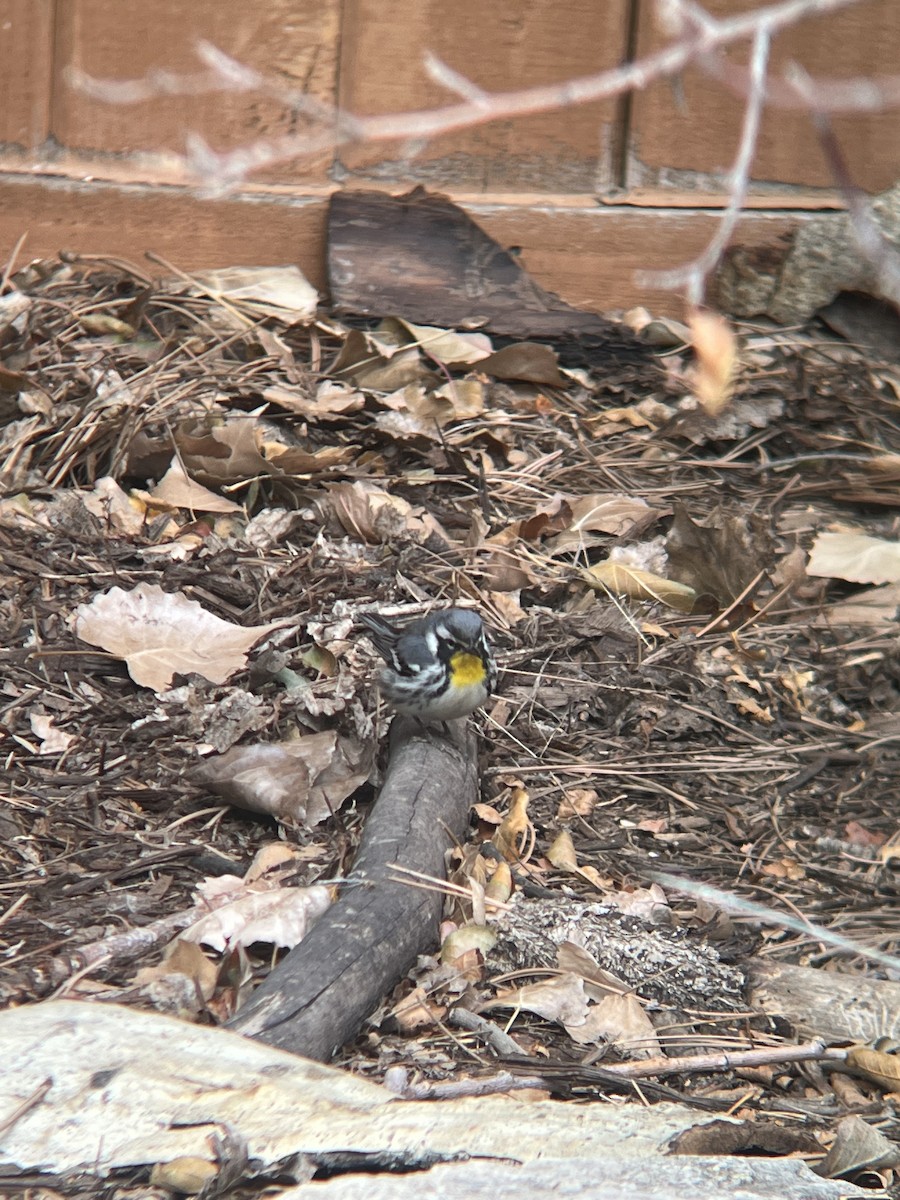 Yellow-throated Warbler - ML612714153