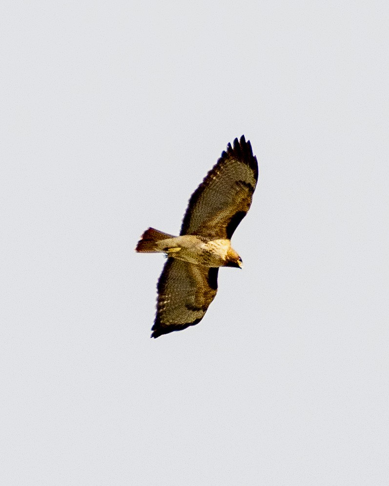 Red-tailed Hawk - ML612714293