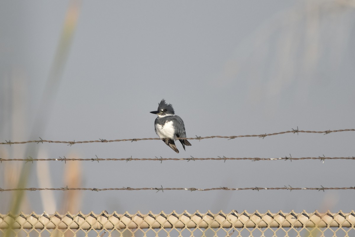 Belted Kingfisher - ML612714768