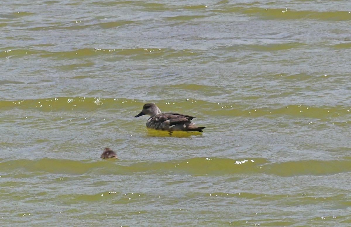 Crested Duck - ML612714783