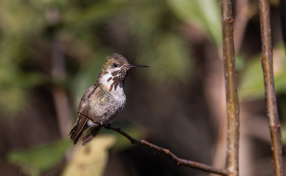 Calliope Hummingbird - Jay McGowan