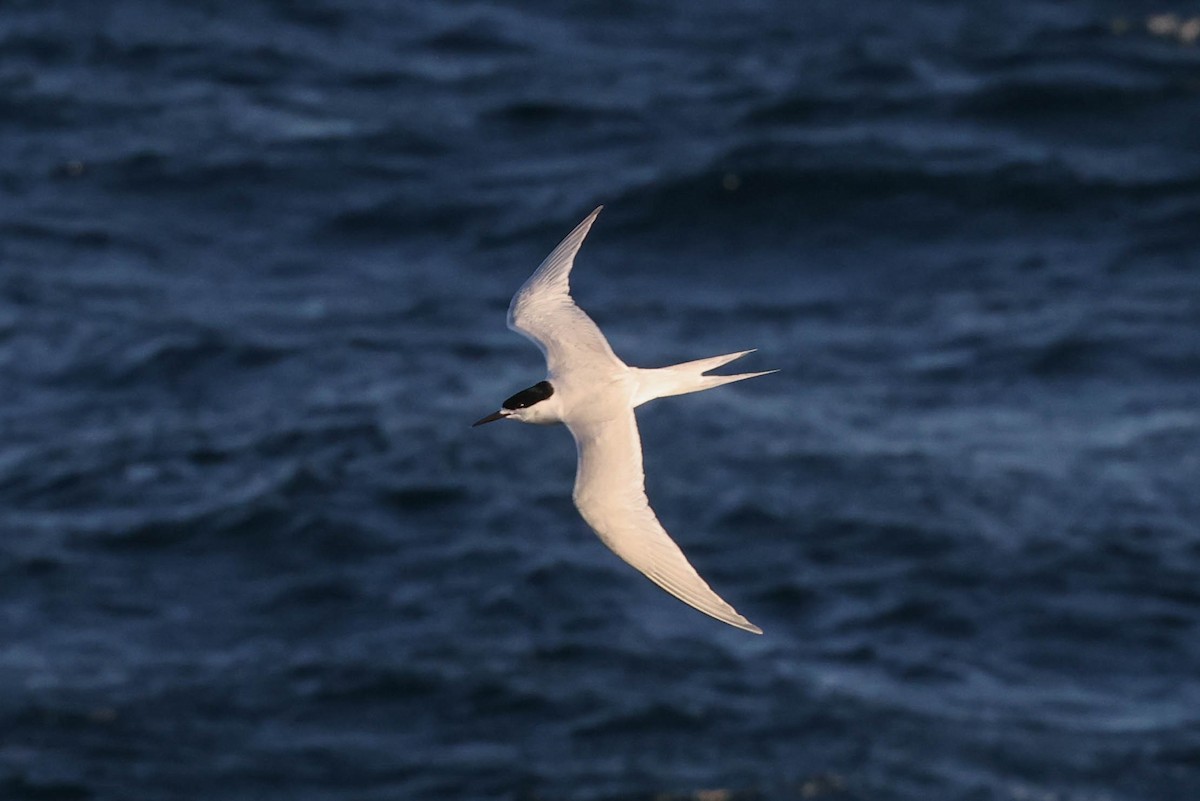 White-fronted Tern - ML612715530