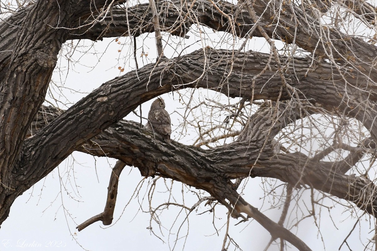 Great Horned Owl - ML612715634