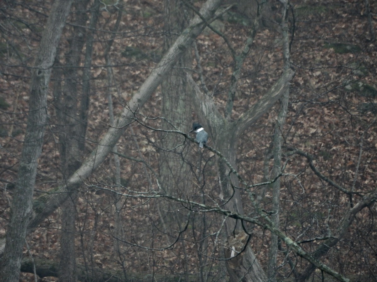 Belted Kingfisher - ML612715950
