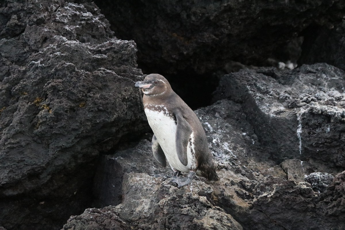 Galapagos Penguin - Bob White